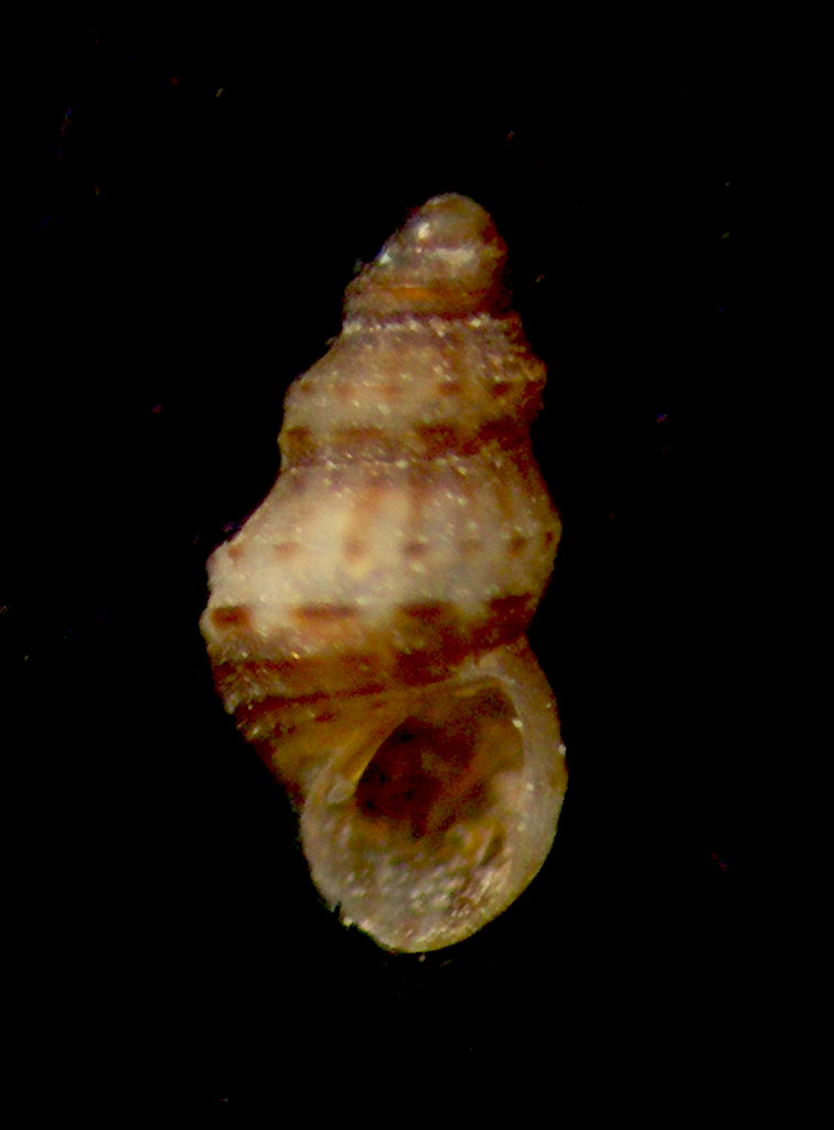 alvania basteriae